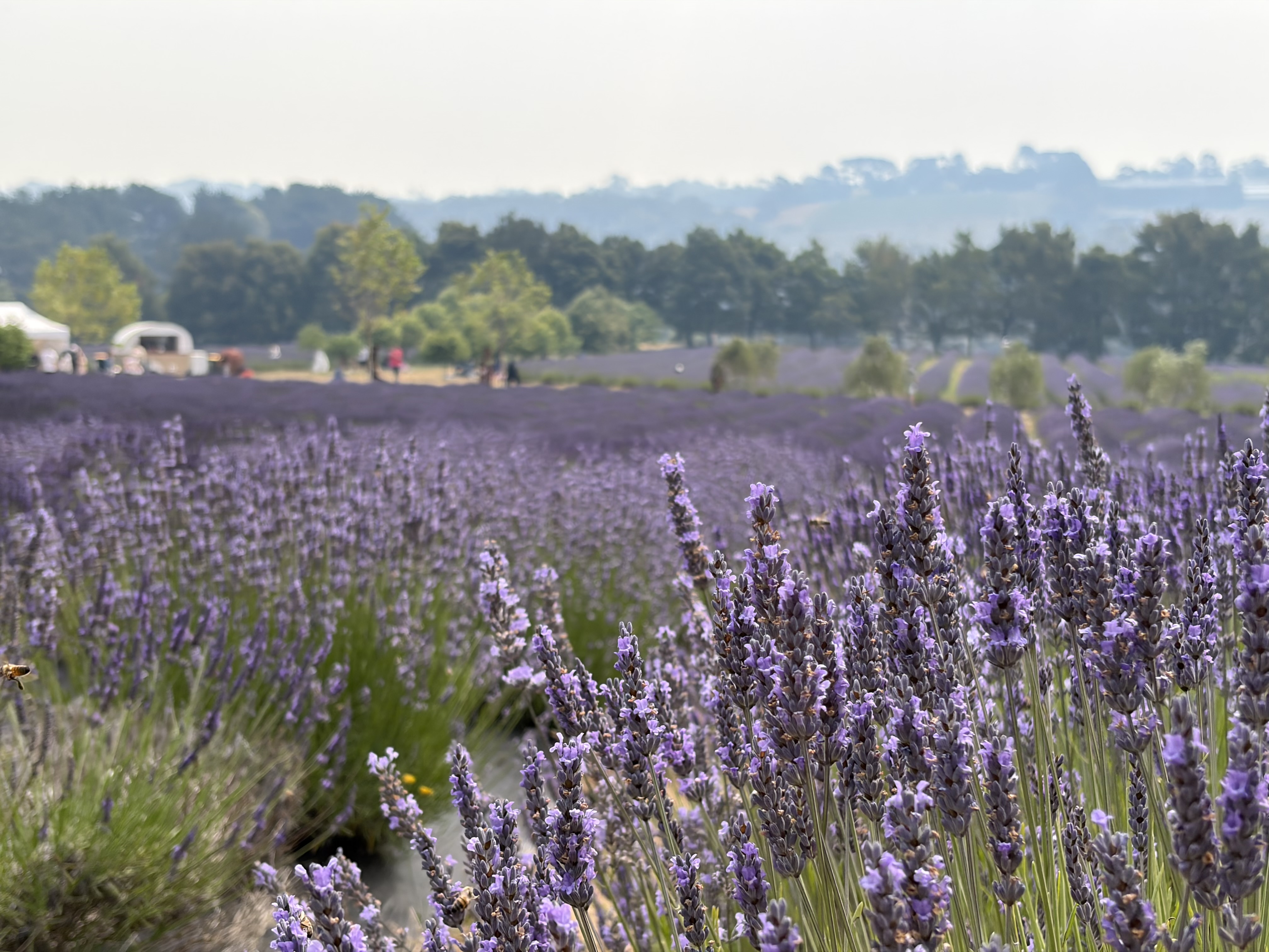 Taken with the main lens. A field of purple flowers with green stems under a smoke-filled sky. There are trees and a white truck in the background. There are people in the distance. There are some yellow flowers and bees in the foreground.