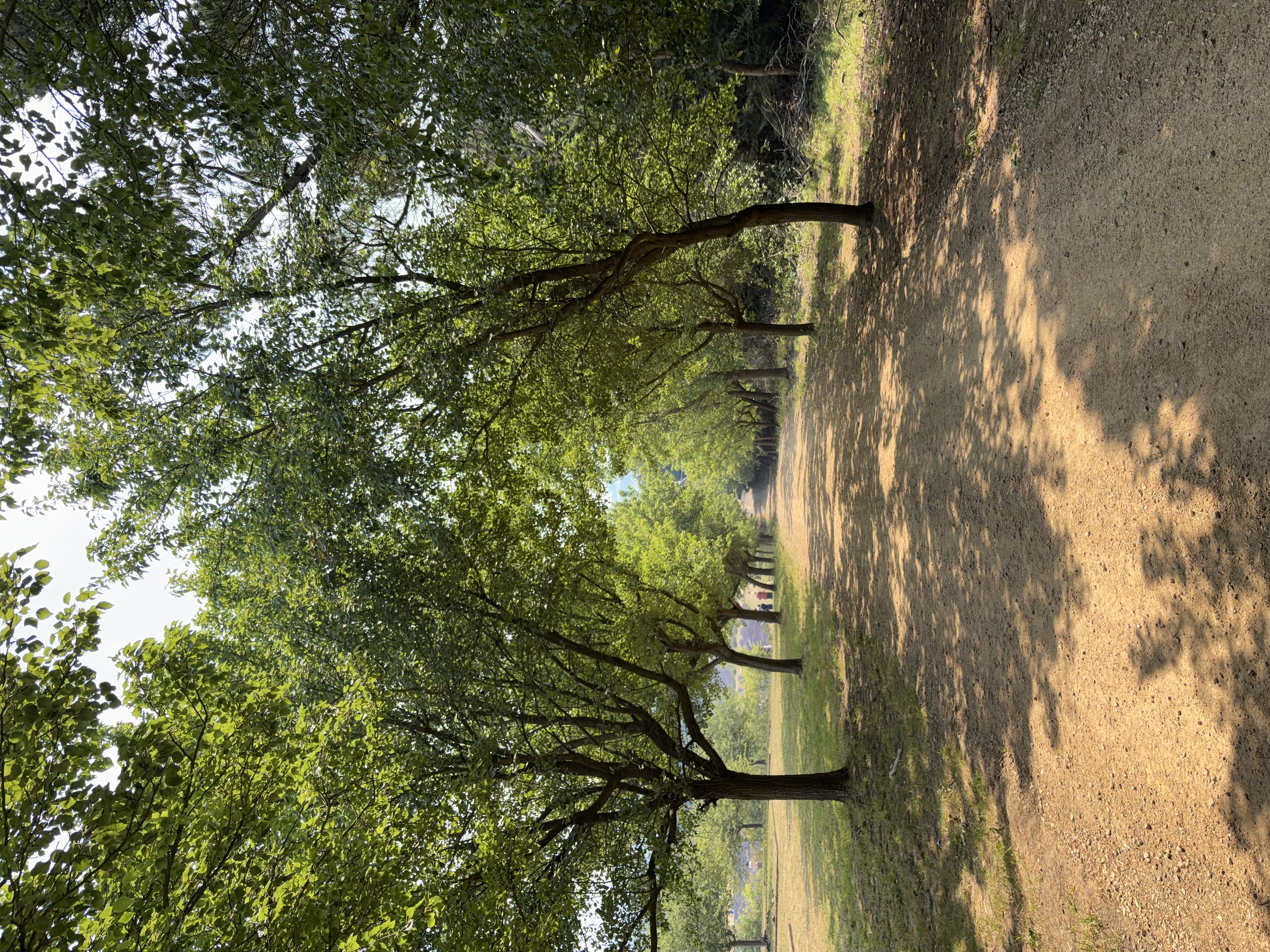 Taken with the main lens in the Moment Pro Camera ii app. A dirt path lined with trees under a clear blue sky. The trees form a canopy over the path, casting dappled shadows on the ground. The path stretches into the distance, disappearing into a hazy horizon. The scene conveys a sense of tranquility and natural beauty.