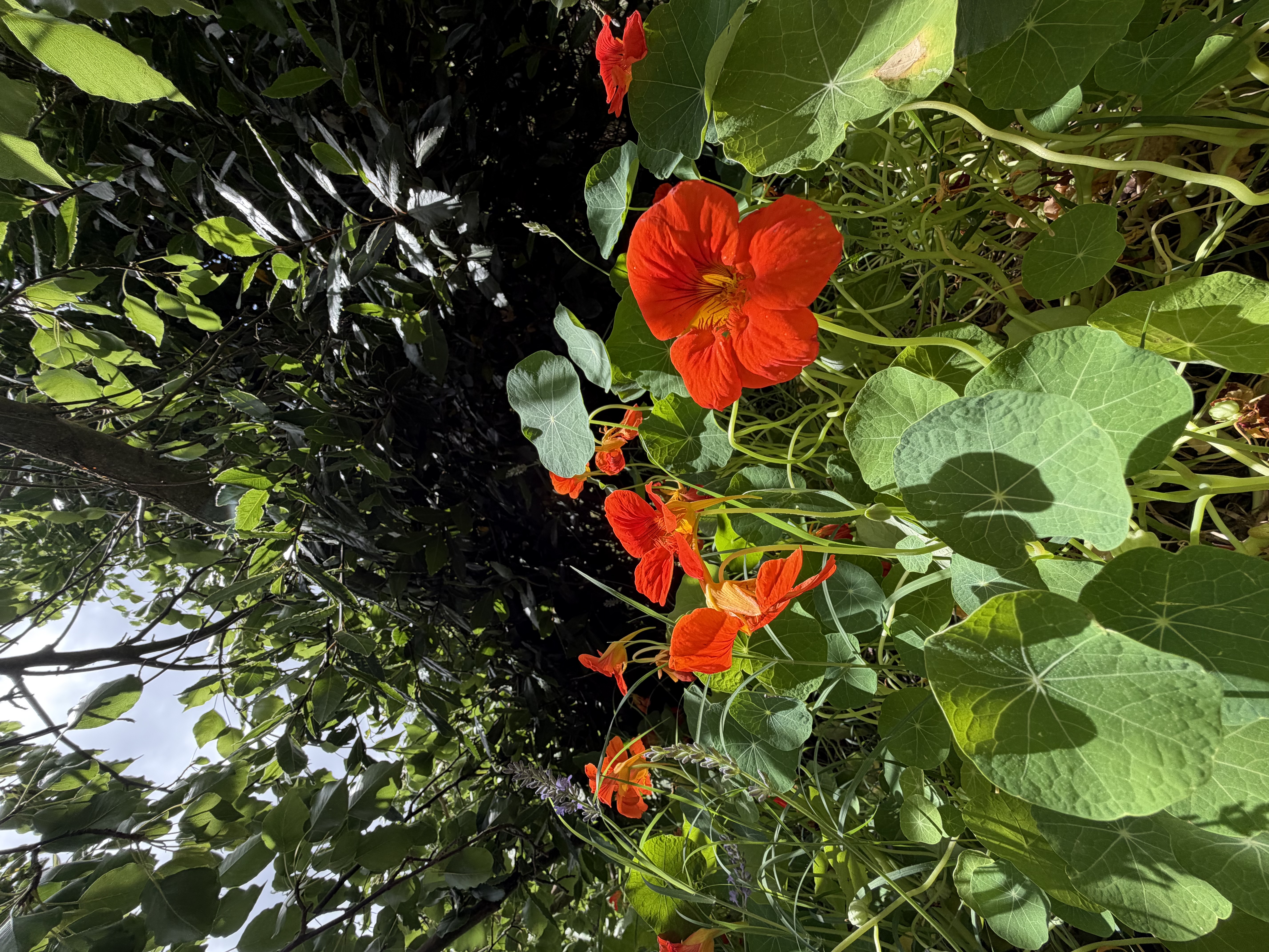 Taken with the ultra wide lens. A group of red and orange flowers with green leaves growing in front of trees. The flowers are in full bloom and the leaves are large and round. The background is a mix of green and brown trees. There is a purple flower in the background. The sky is visible through the trees.